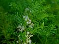 Asparagus crispus
